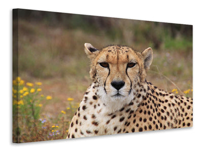 canvas-print-cheetah-xl