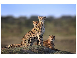 canvas-print-cheetahs-family-x