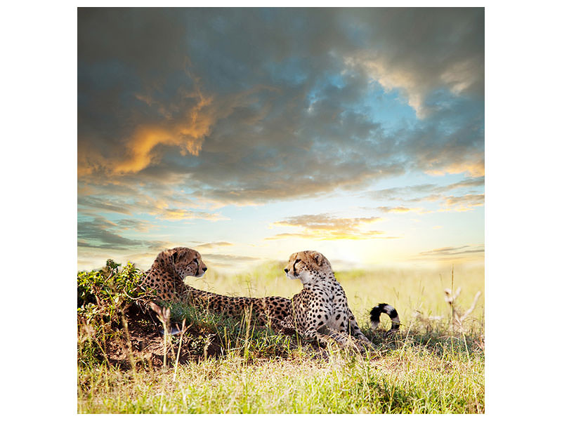 canvas-print-cheetahs