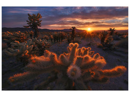 canvas-print-cholla-garden-x