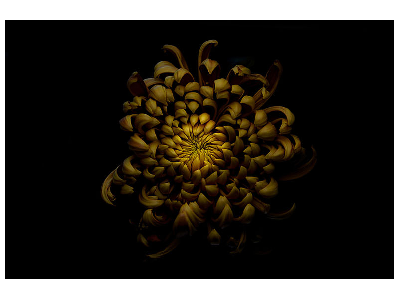 canvas-print-chrysanthemum