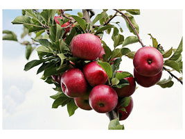 canvas-print-close-up-apple-tree