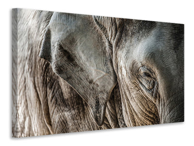 canvas-print-close-up-elephant