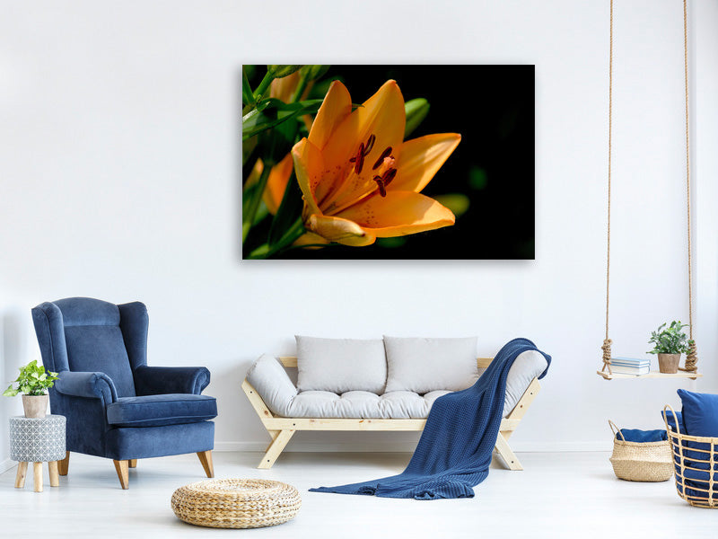 canvas-print-close-up-lily-in-orange