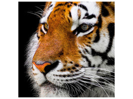 canvas-print-close-up-tiger-head