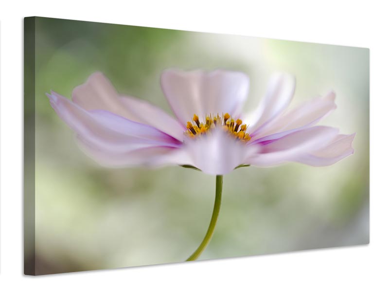 canvas-print-cosmos-cloud-x