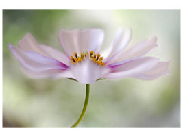 canvas-print-cosmos-cloud-x