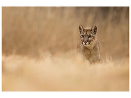 canvas-print-cougar-x