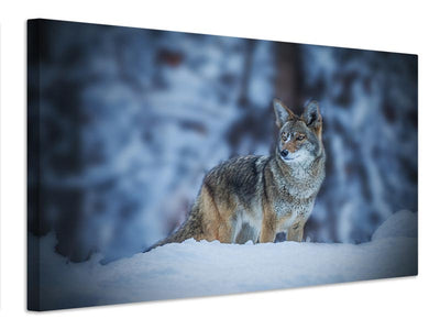 canvas-print-coyote-in-winter-x