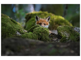 canvas-print-curious-fox-x