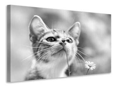 canvas-print-curious