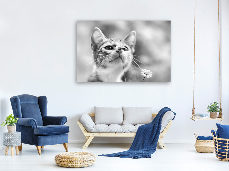 canvas-print-curious