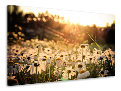 canvas-print-daisies-at-sunset