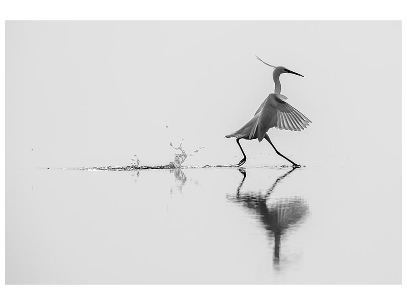canvas-print-dancing-on-the-water-x