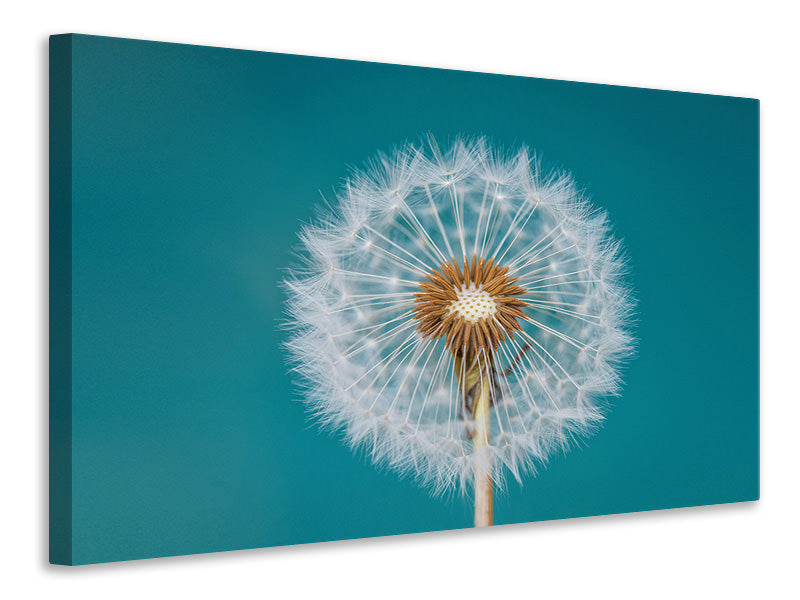 canvas-print-dandelion-a