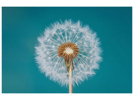 canvas-print-dandelion-a