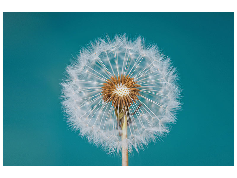 canvas-print-dandelion-a