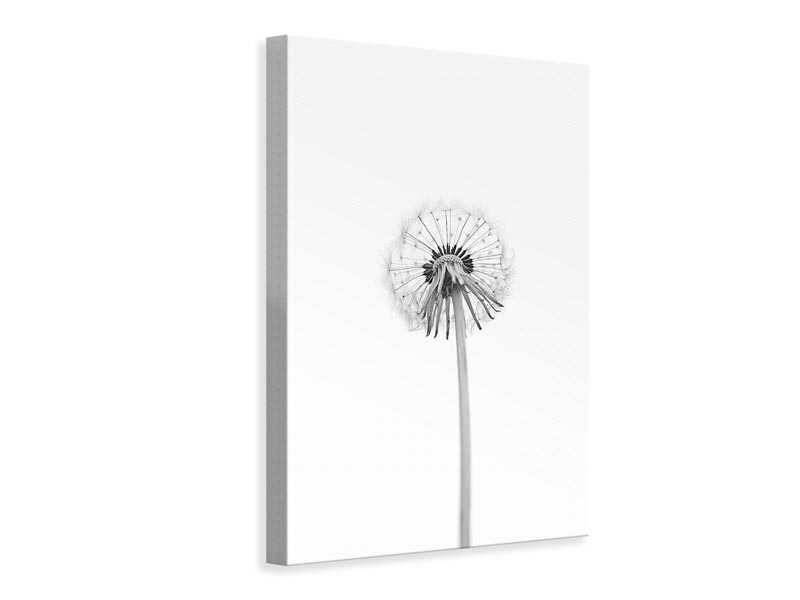 canvas-print-dandelion-xkj