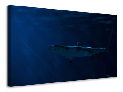 canvas-print-dangerous-shark
