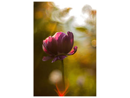 canvas-print-dark-tulips-beauty