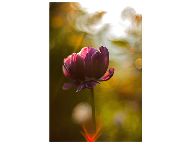 canvas-print-dark-tulips-beauty