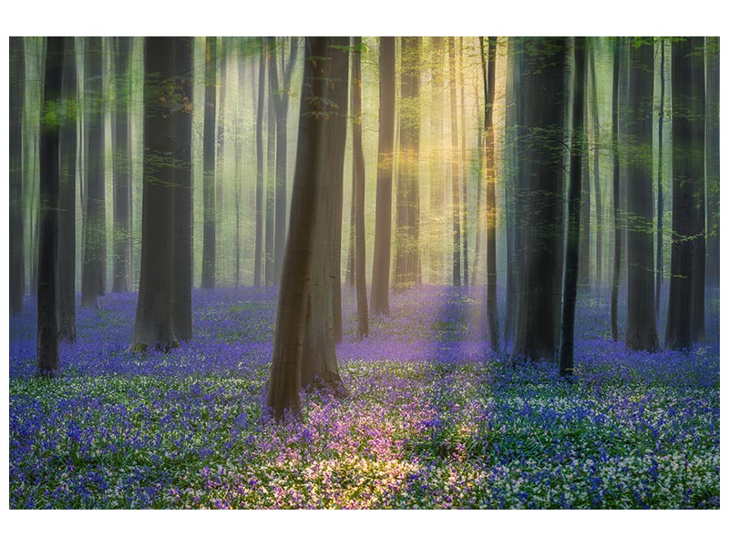canvas-print-daydreaming-of-bluebells-xfv