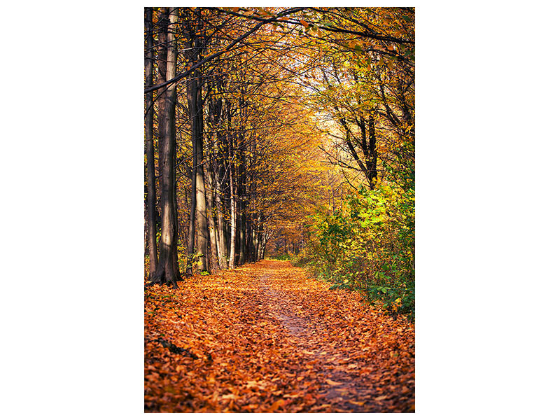 canvas-print-deciduous-forest-in-autumn-light