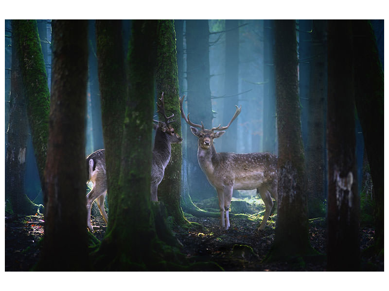 canvas-print-deers