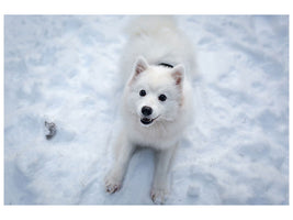 canvas-print-dogs-joy-in-the-snow