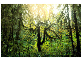 canvas-print-dreamy-forest