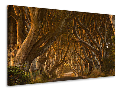 canvas-print-early-morning-dark-hedges