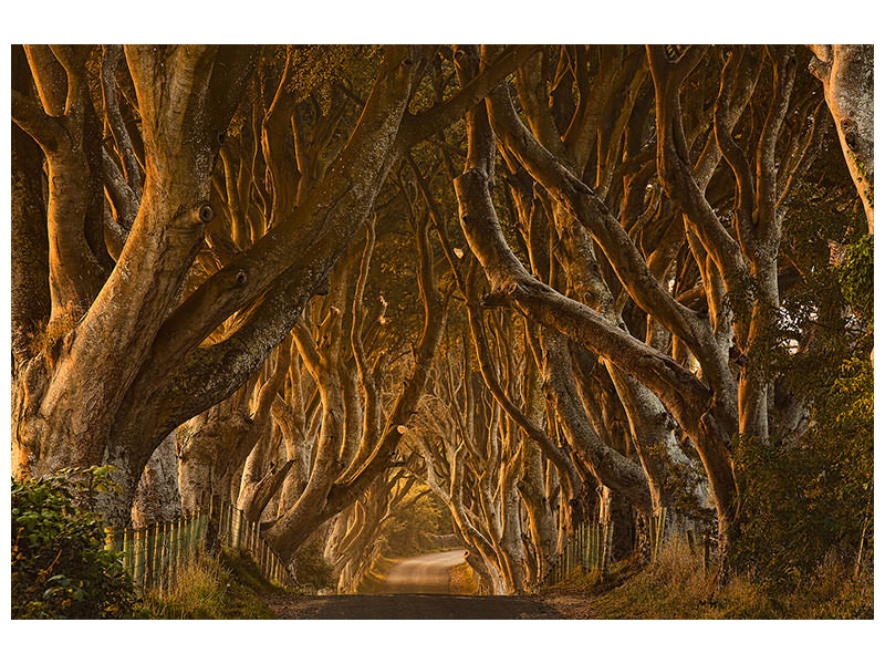 canvas-print-early-morning-dark-hedges