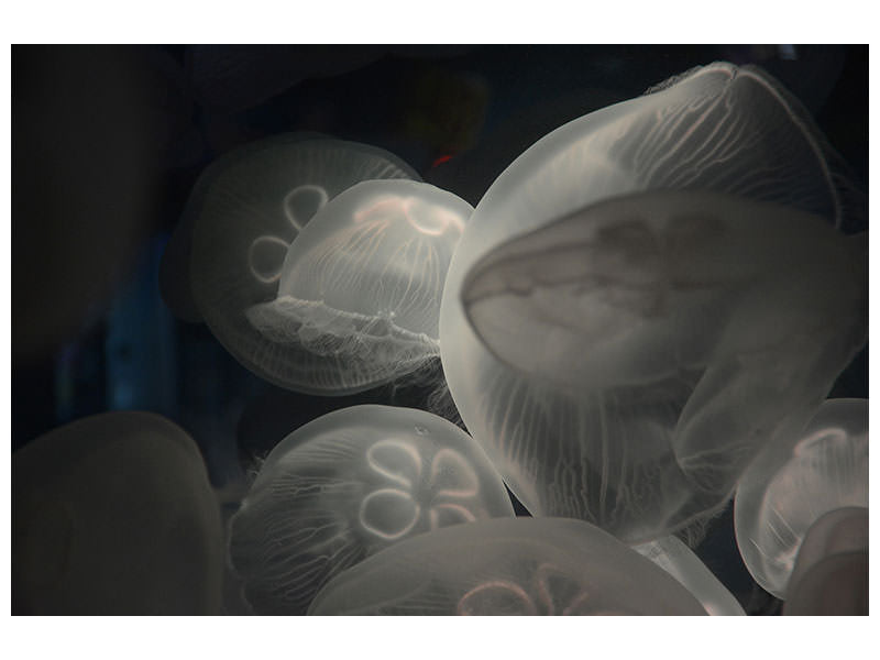 canvas-print-eerie-jellyfish