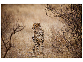 canvas-print-elegant-cheetah