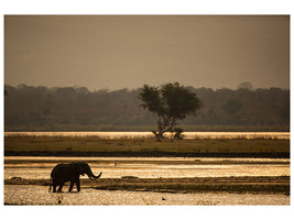 canvas-print-elephant-alone-in-the-steppe