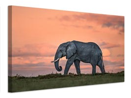 canvas-print-elephant-at-dusk-x