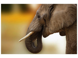 canvas-print-elephant-close-up