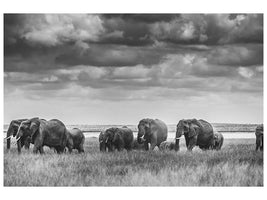 canvas-print-elephant-family-xip