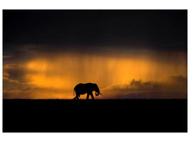 canvas-print-elephant-in-a-rain-storm-at-sunset-x