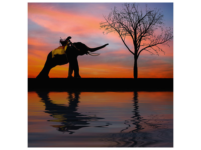 canvas-print-elephant-in-the-evening-light