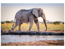 canvas-print-elephant-in-the-nature