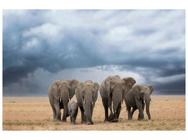 canvas-print-elephant-walk-x