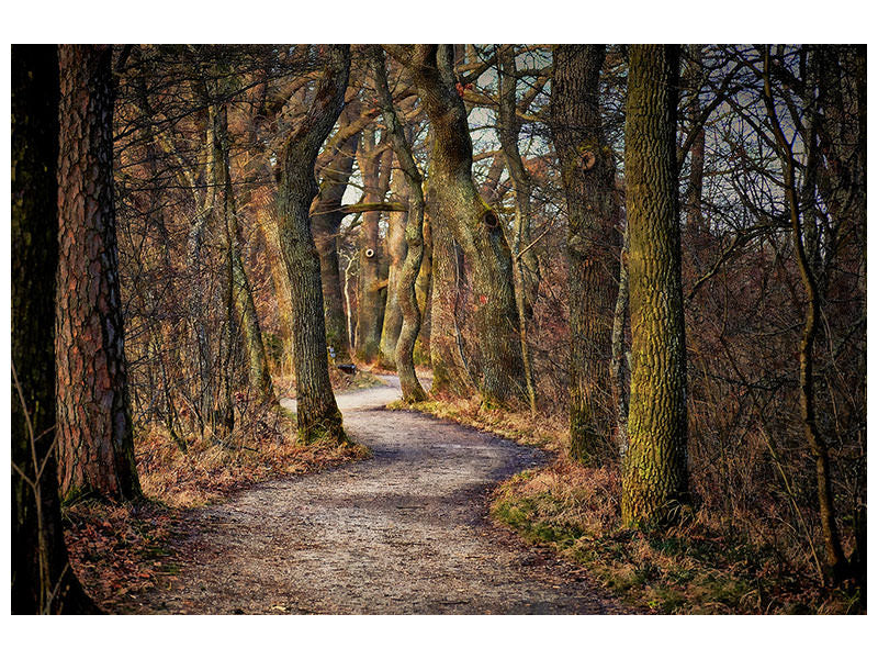 canvas-print-enchanted-forest