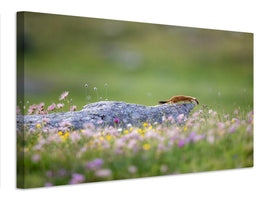 canvas-print-ermine-on-patrol-x