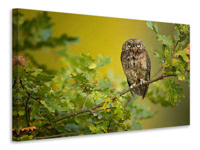 canvas-print-eurasian-scops-owl