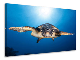 canvas-print-face-to-face-with-a-hawksbill-sea-turtle
