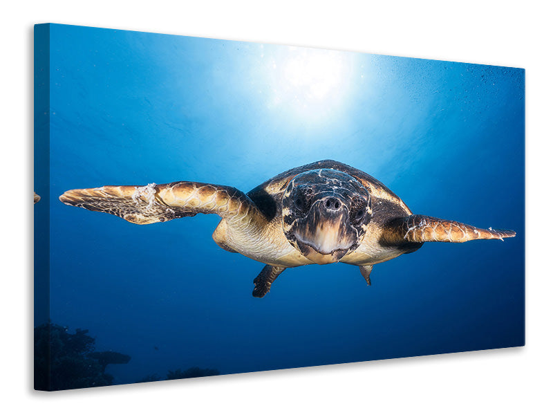 canvas-print-face-to-face-with-a-hawksbill-sea-turtle