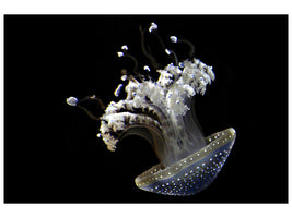 canvas-print-fascinating-jellyfish