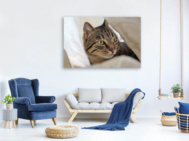 canvas-print-favorite-cat
