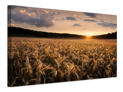 canvas-print-fields-of-gold-x